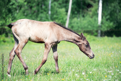 purebred akhal-teke foal in the pasture © anakondasp