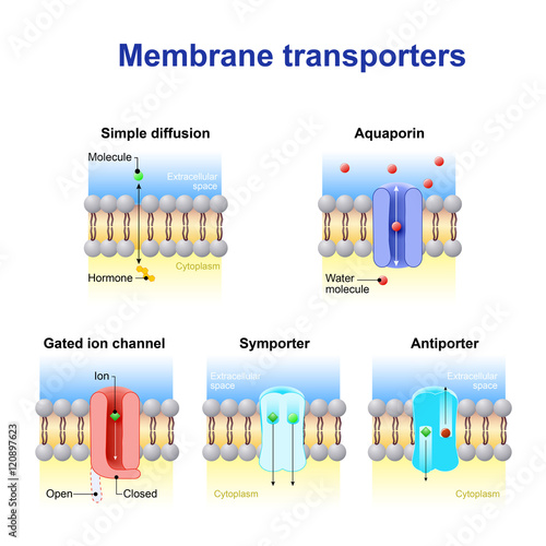 Mechanisms for the transport of ions and molecules across cell m