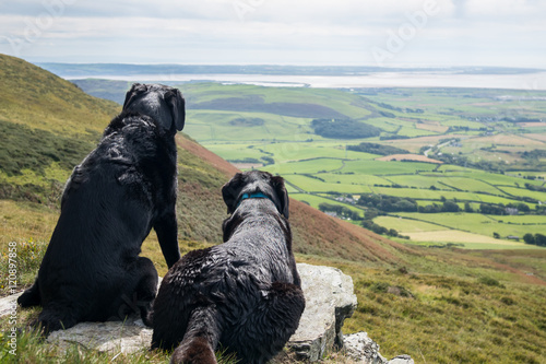 Two Labrador retriever dogs looking over the Duddon Sands bay, from Black Combe mountain in the Lake District photo