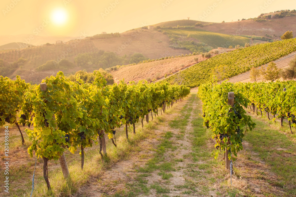 Vineyard among Hills on sunset