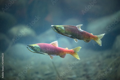 Kokanee salmons underwater photo