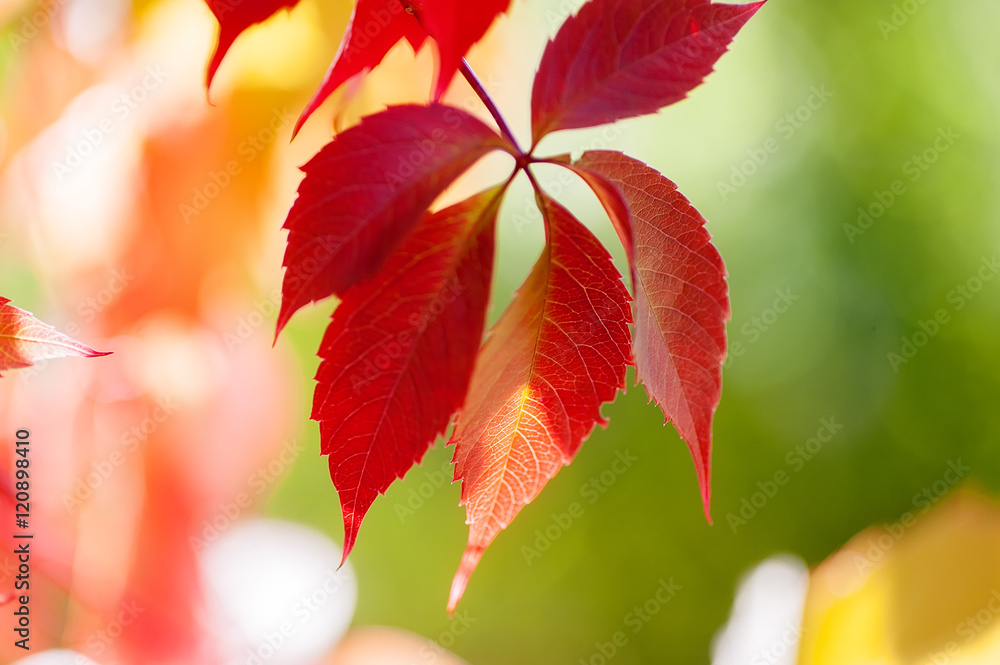 colorful autumn leaves. natural background colorful autumn leaves. natural background