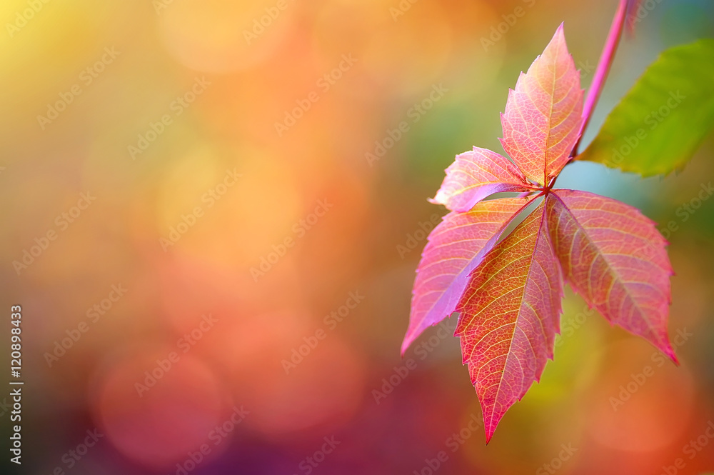 colorful autumn leaves. natural background colorful autumn leaves. natural background