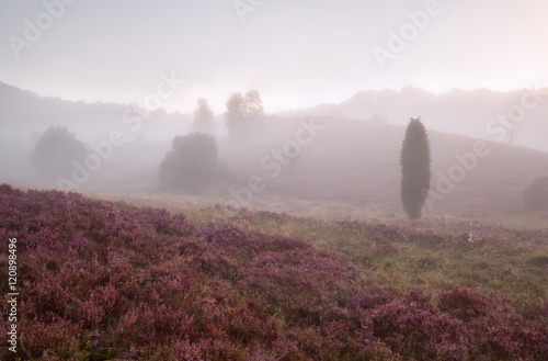 Photos hills with heather in morning fog