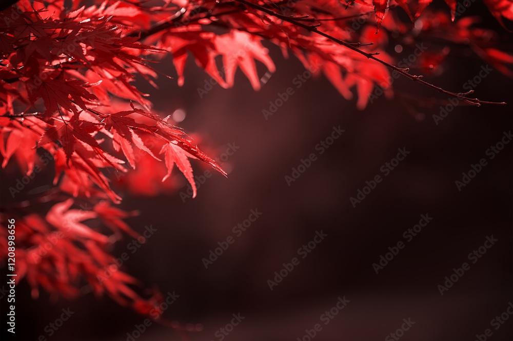 red leaves on tree branch. natural autumn background red leaves on tree branch. natural autumn background