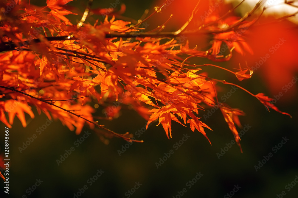 colorful autumn leaves on tree branch. natural background colorful autumn leaves on tree branch. natural background