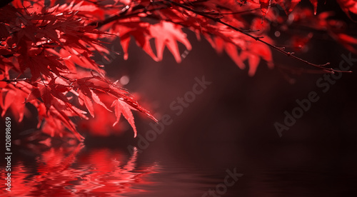 red leaves on tree branch. natural autumn background