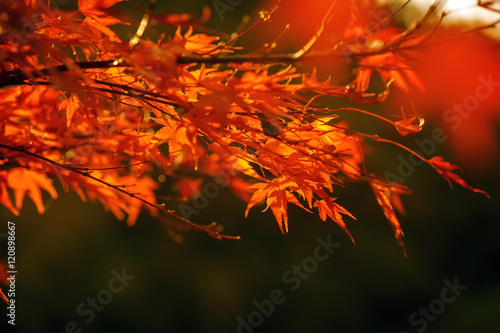 colorful autumn leaves on tree branch. natural background