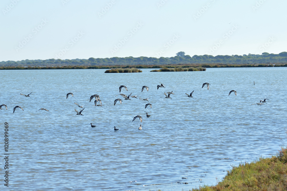 aves en las marismas de bonanza