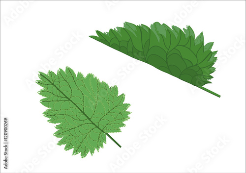 leaf of fresh nettle