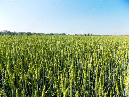Many immature wheat crops on field during spring