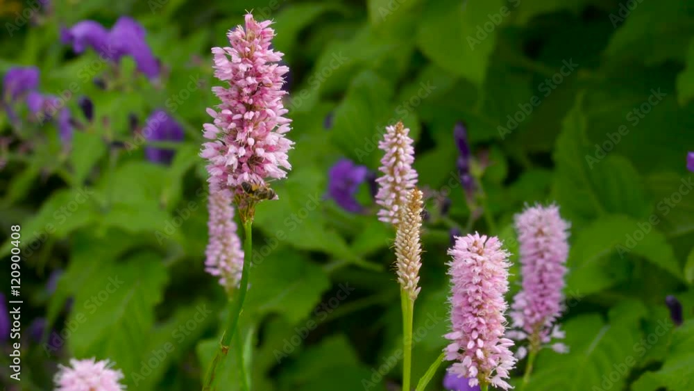 Pink flowers from the purple plants in the garden with the bees pollinating on the flowers in Ireland Pink flowers from the purple plants in the garden with the bees pollinating on the flowers in Ireland