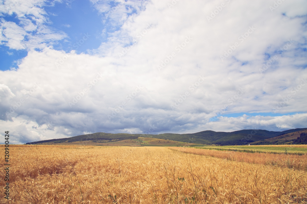 Wheat field and beautiful cloudy sky