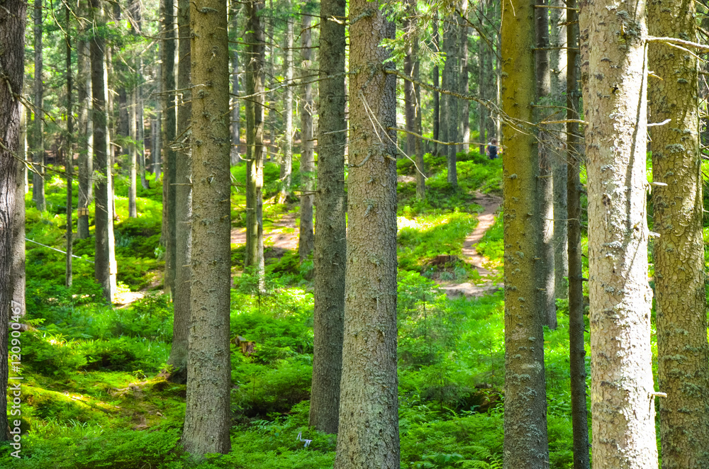 Forest trees. nature green wood sunlight backgrounds Forest trees. nature green wood sunlight backgrounds