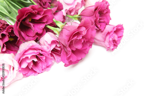 トルコキキョウ