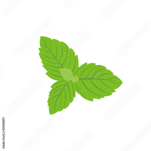 Vector fresh mint leaves on a white background