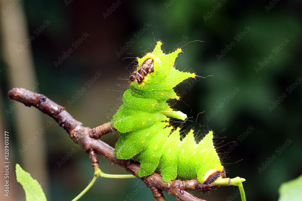 Giant Moon Moth larva Giant Moon Moth larva