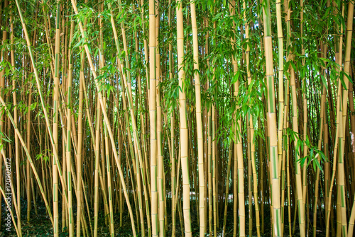 Green bamboo forest, bamboo park. La Roque Gageac, Dordogne, Perigord, France