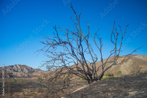 Burned Tree on Hill © kenkistler1