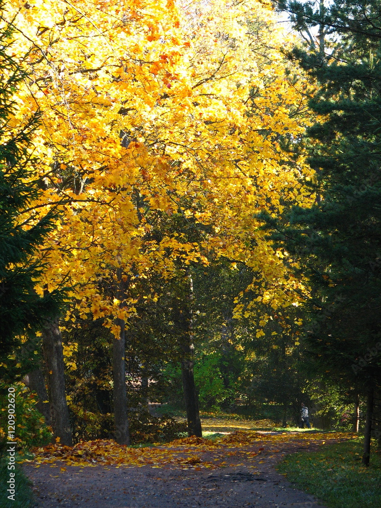Golden autumn in Pushkin, Tsarskoe Selo, St. Petersburg, Russia