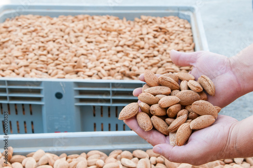 A farmer holding some just picked pizzuta almonds with some full containers in the background photo