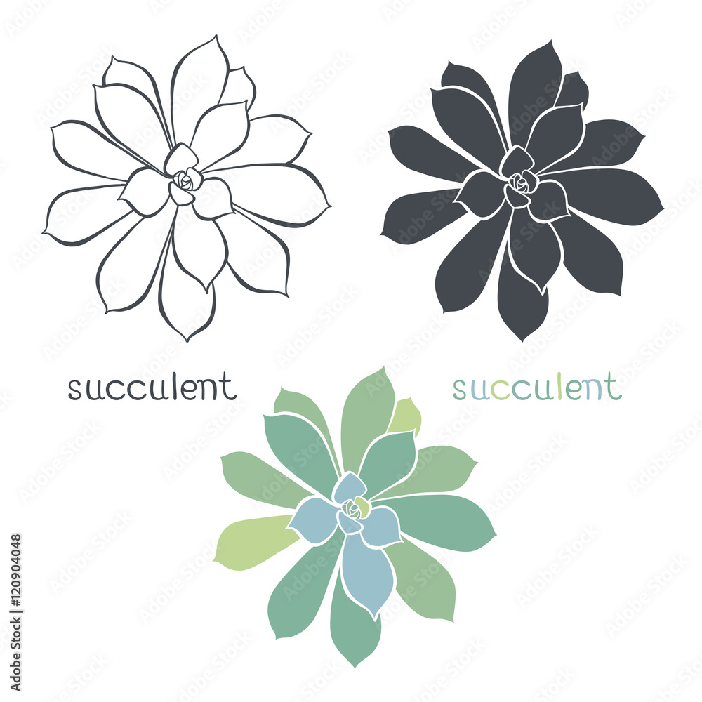 Graphic set with succulents isolated on white background. Stock Vector ...
