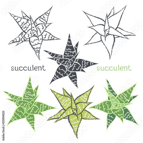 Graphic set with succulents  isolated on white background. 