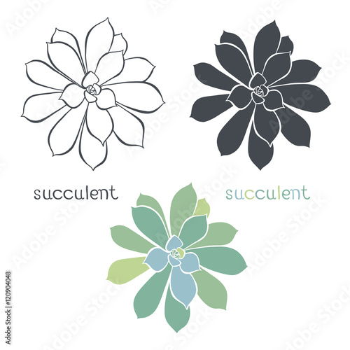 Graphic set with succulents  isolated on white background. 
