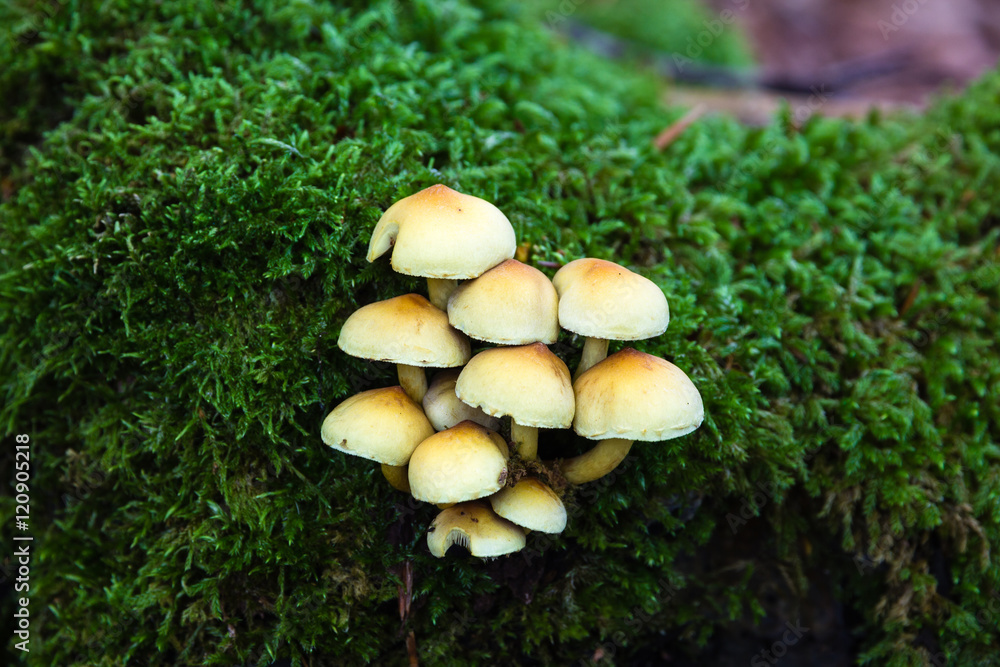 Setas en otoño con musgo en un bosque de hayas Setas en otoño con musgo en un bosque de hayas