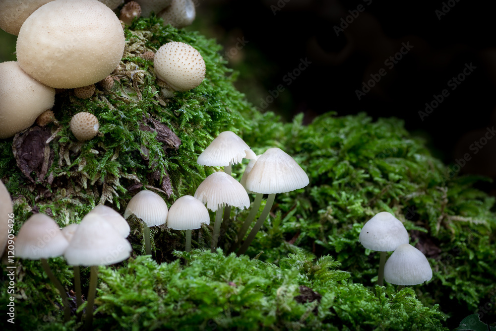Setas en otoño con musgo en un bosque de hayas Setas en otoño con musgo en un bosque de hayas