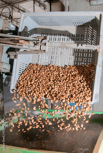 A bin forklift pouring down almonds in a big metal funnel before the industrial working process