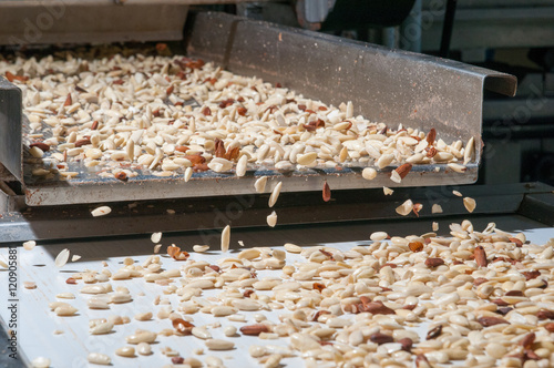 Shelled almonds in the carriage for the peeling process in a modern factory