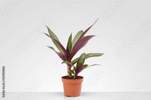 houseplant on a gray background, living flower for interior decoration