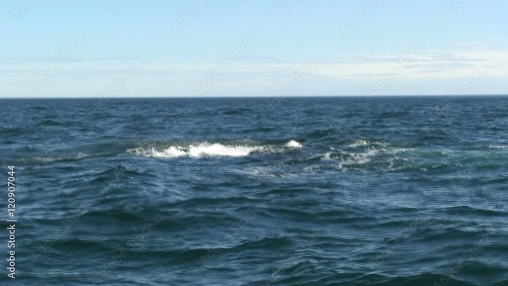 Whale spashing in to the water with his tail Whale spashing in to the water with his tail