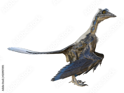 3D rendering of Archaeopteryx standing, isolated on white background.