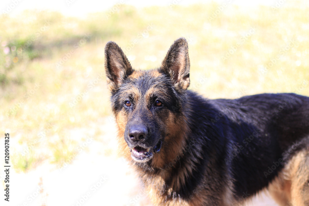 Wet dog german shepherd in a water in a summer day Wet dog german shepherd in a water in a summer day