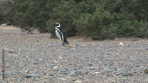 Penguin walking by photo