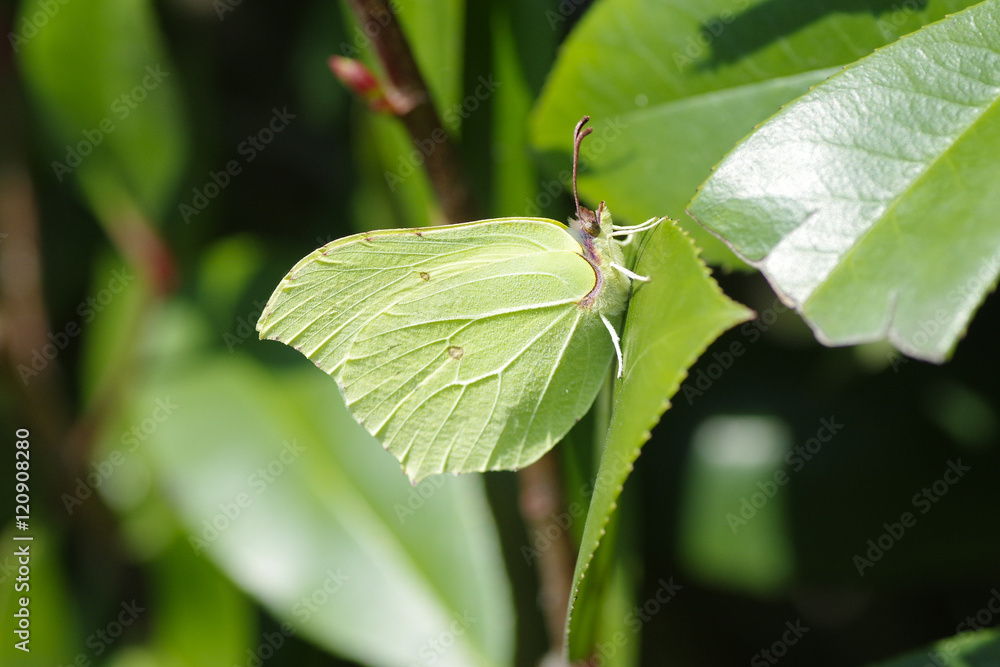 Green butterfly camouflaging attached to a leaf Green butterfly camouflaging attached to a leaf