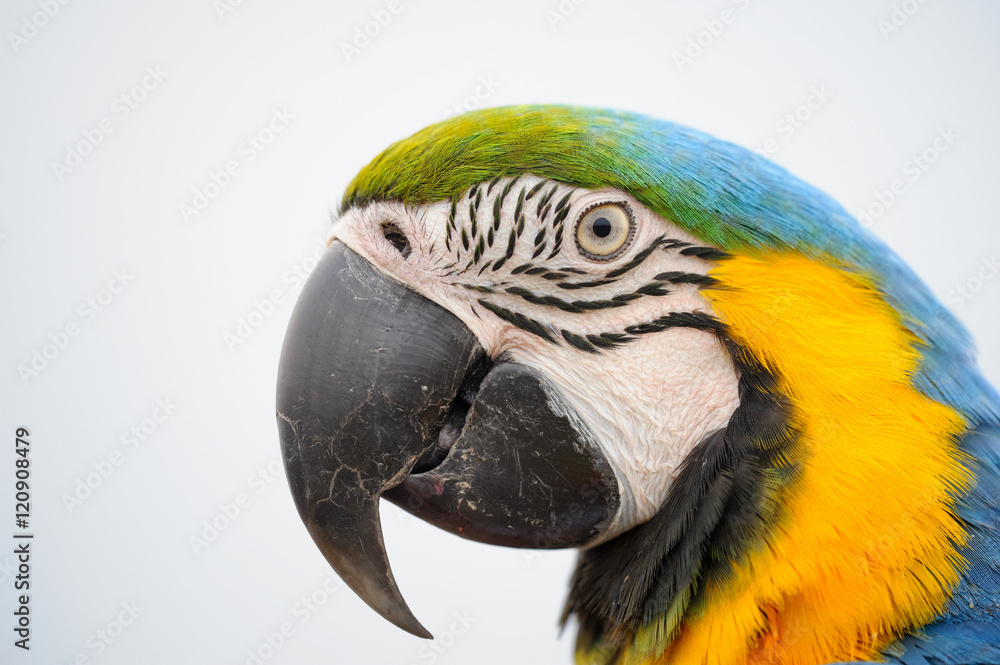 Portriat blue-and-yellow Macaw - Ara ararauna Portriat blue-and-yellow Macaw - Ara ararauna