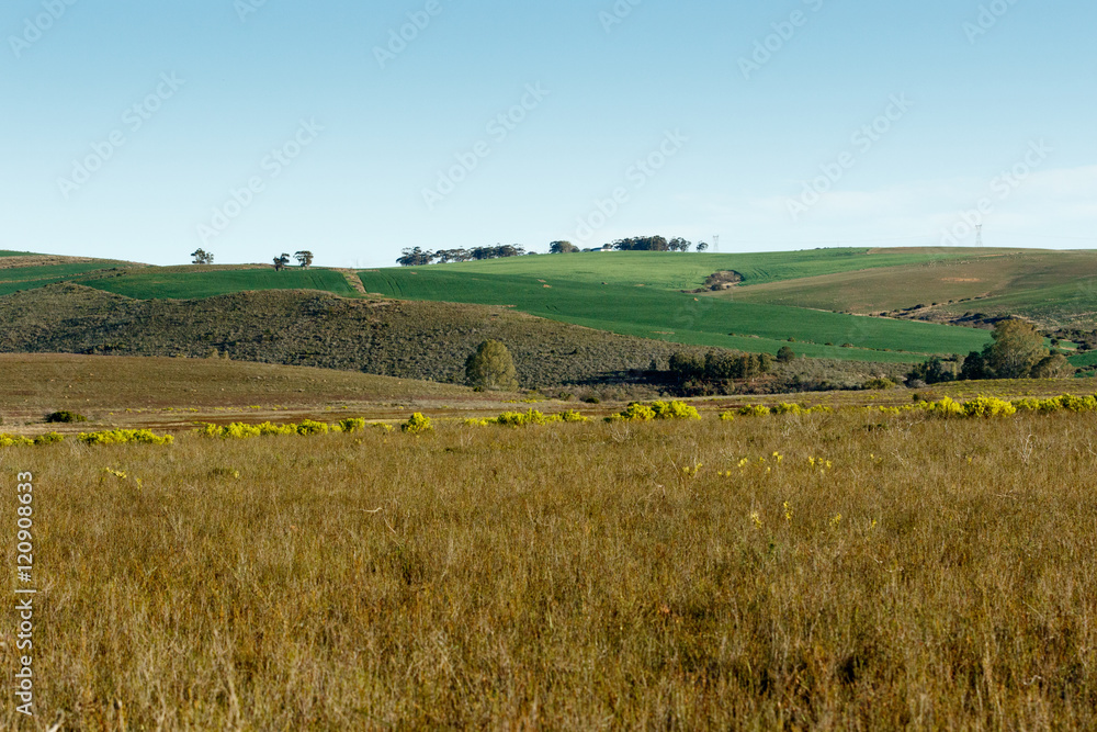 Green Grass Landscape