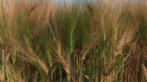 Gerste im Sommer