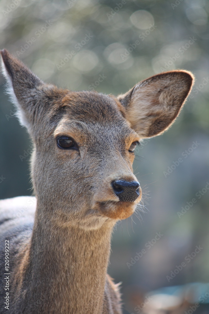 deer,Nara Park