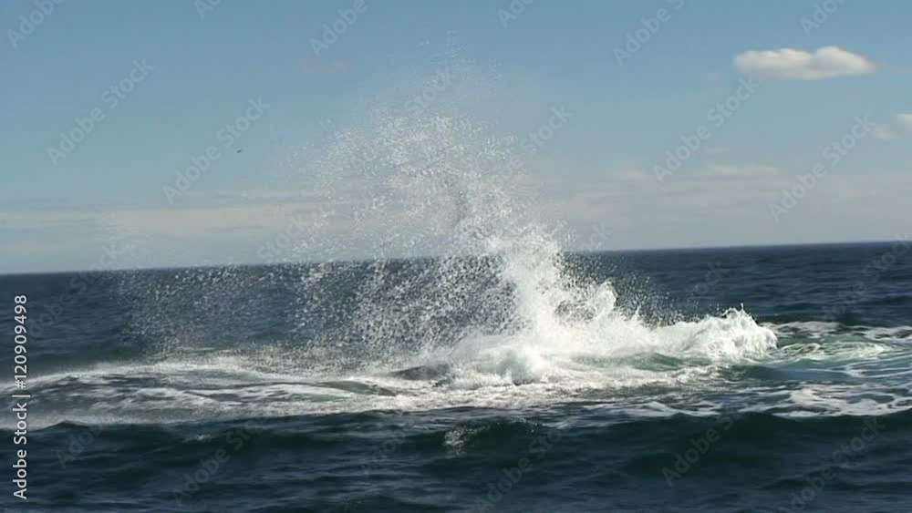 Whale spashing in to the water with his tail