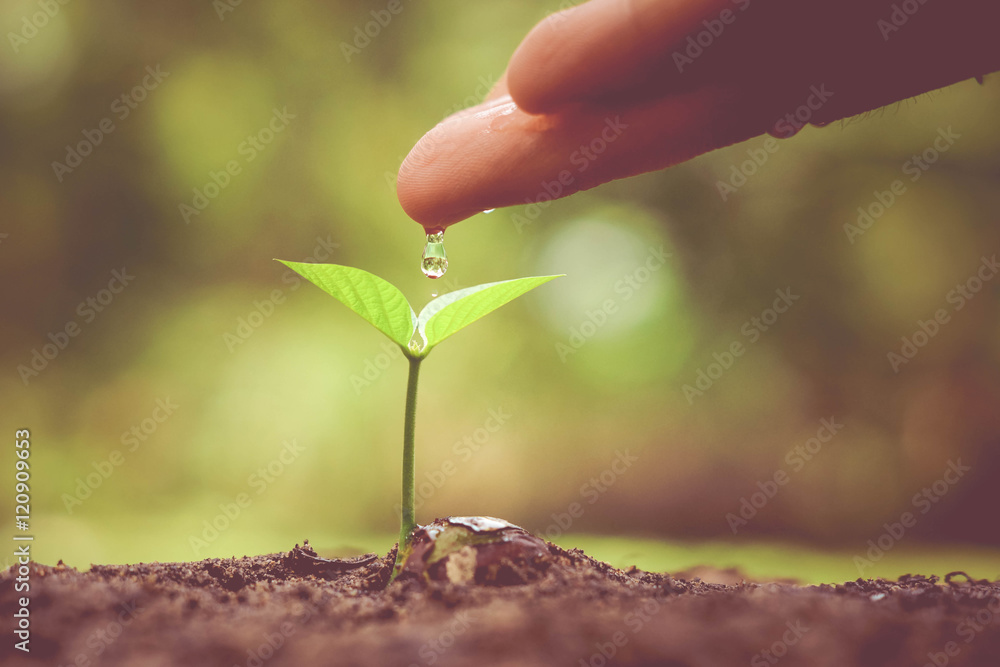 Hand nurturing a young green plant with natural green background / Agriculture - obrazy, fototapety, plakaty 