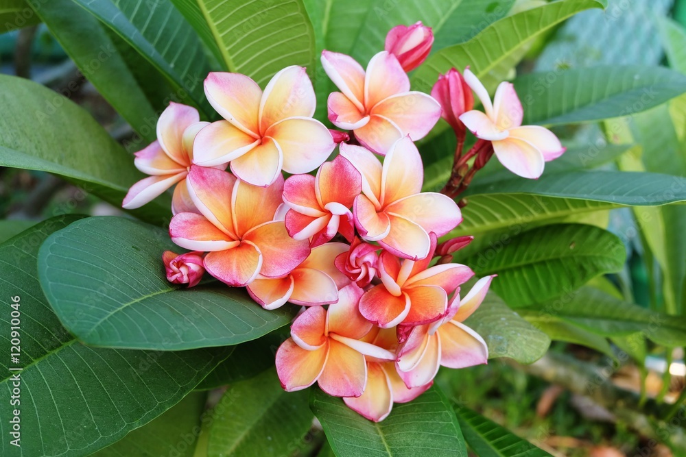 Fototapeta premium pink plumeria