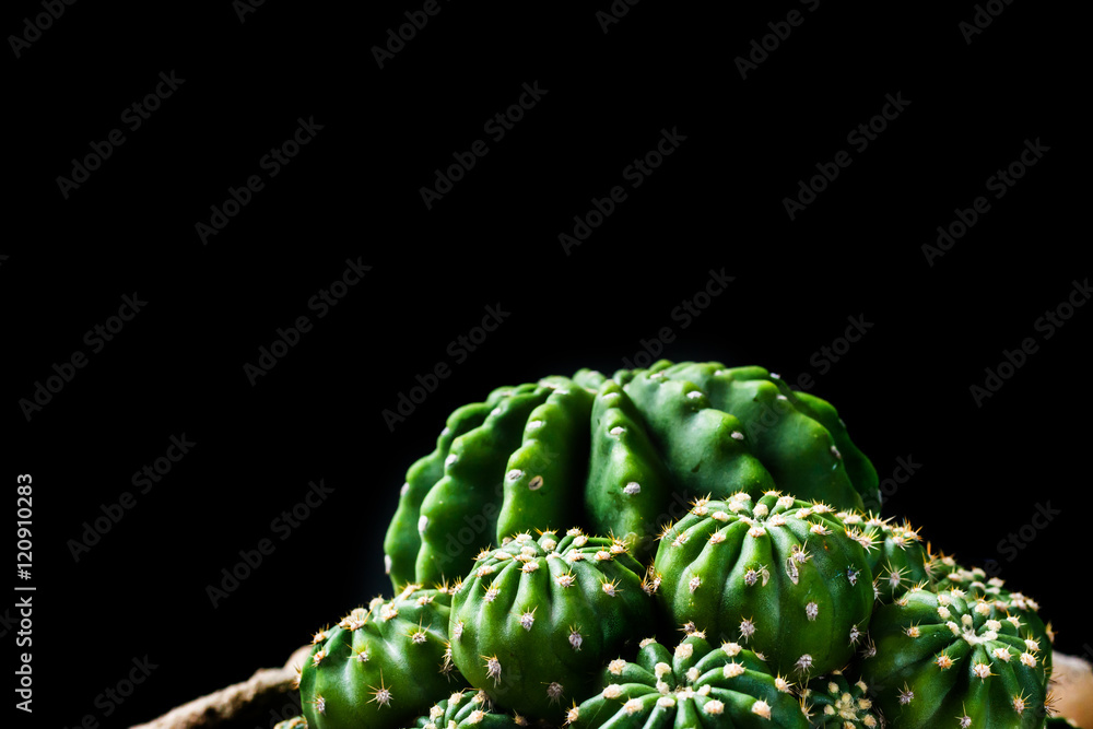 close up cactus on black background