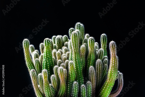 close up cactus on black background