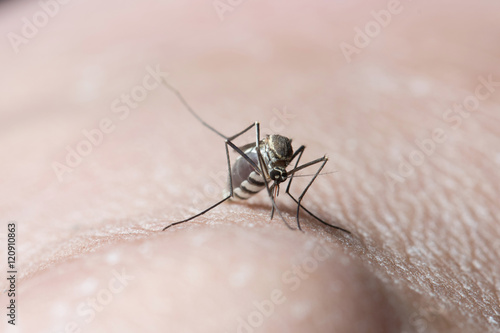 Mosquito sucking blood on human skin. 