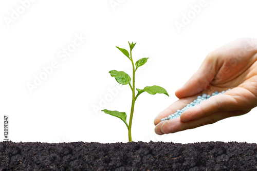 Hand giving chemical fertilizer to a young green plant growing on black soil isolated