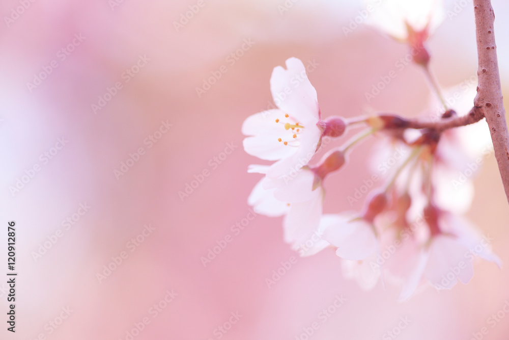Fototapeta premium 河津桜